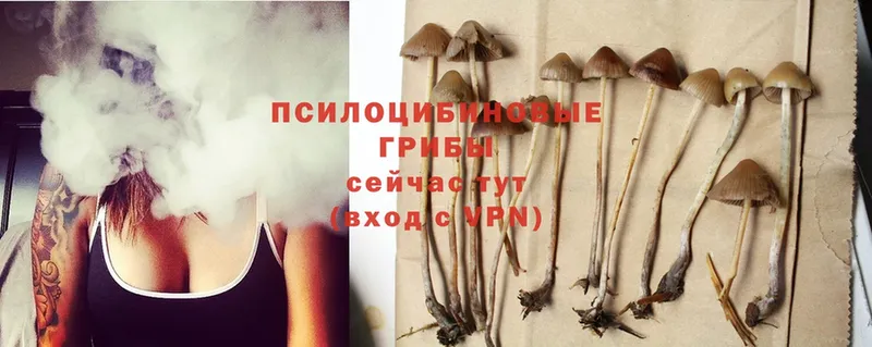 купить  сайты  Короча  Галлюциногенные грибы Psilocybe 